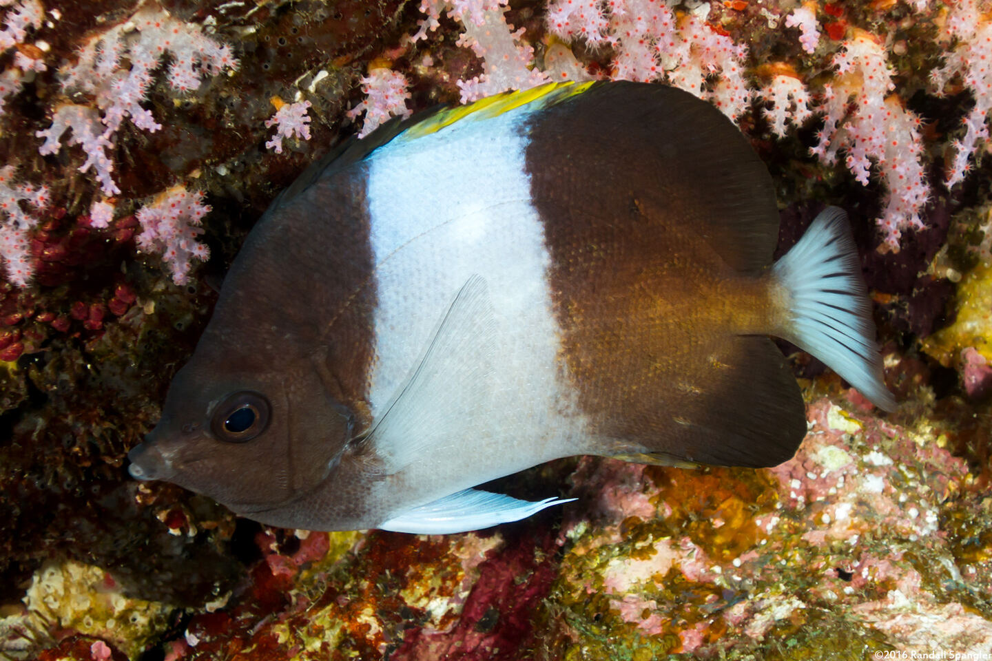 Hemitaurichthys zoster (Black Pyramid Butterflyfish)