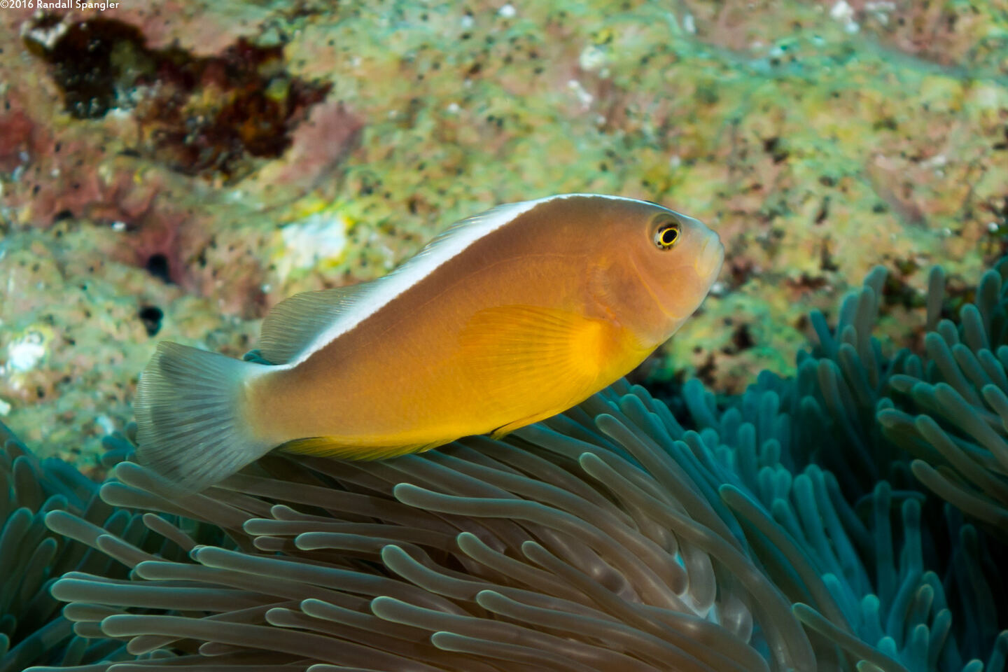 Amphiprion akallopisos (Skunk Anemonefish)