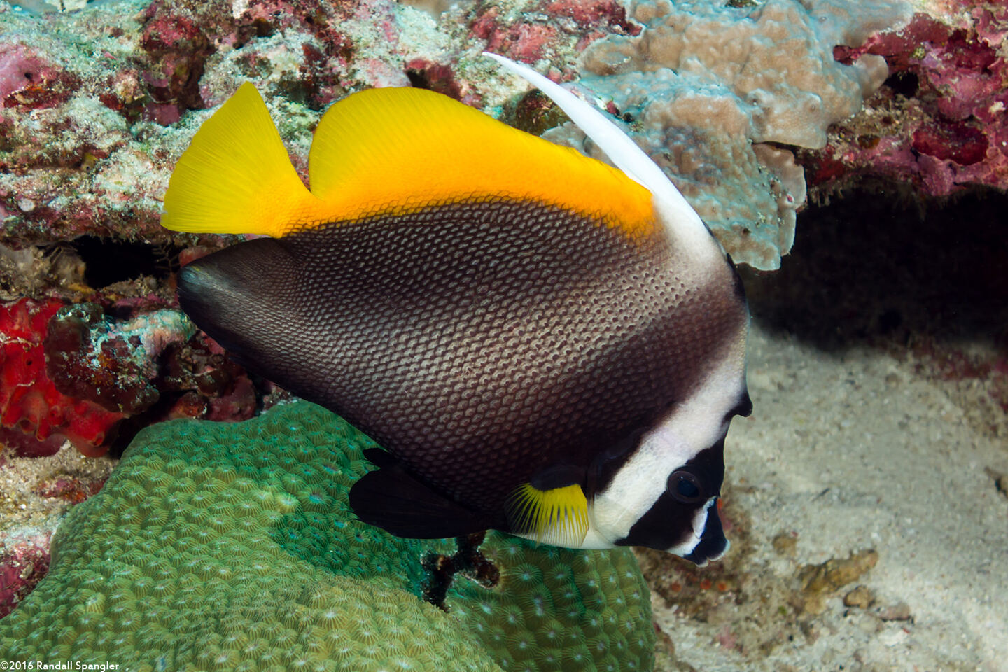 Heniochus singularius (Singular Bannerfish)