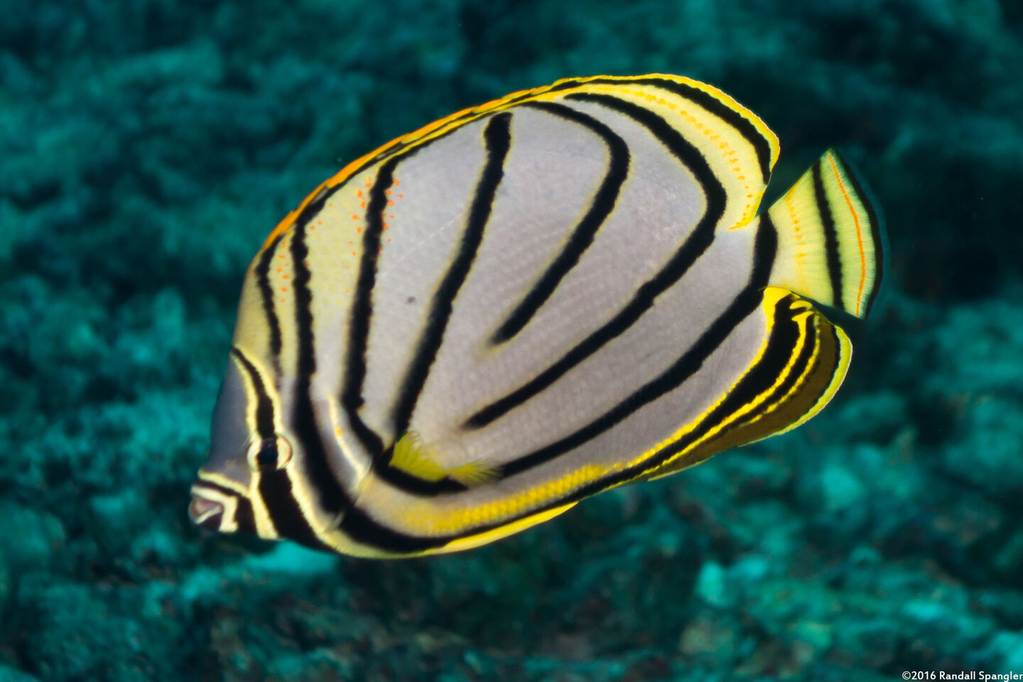 Chaetodon meyeri (Meyer's Butterflyfish)