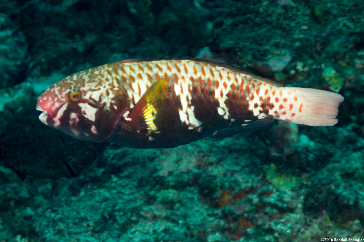 Chlorurus capistratoides (Indian Parrotfish)