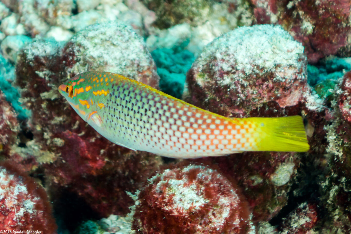 Halichoeres hortulanus (Checkerboard Wrasse)