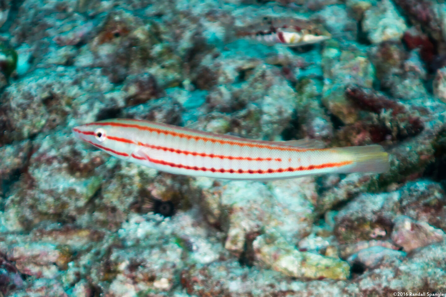 Hologymnosus doliatus (Pastel Ring Wrasse)