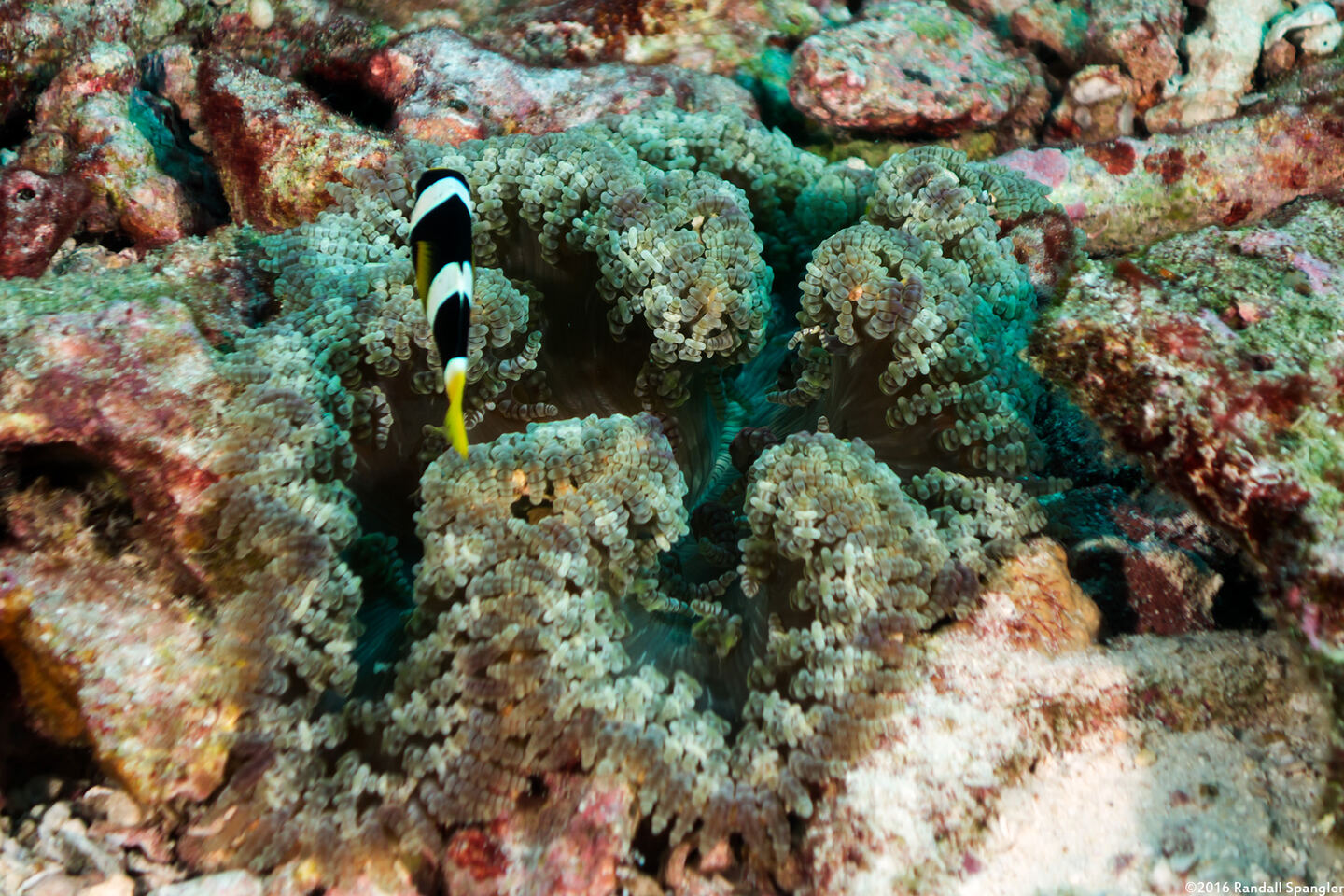 Heteractis aurora (Beaded Sea Anemone)