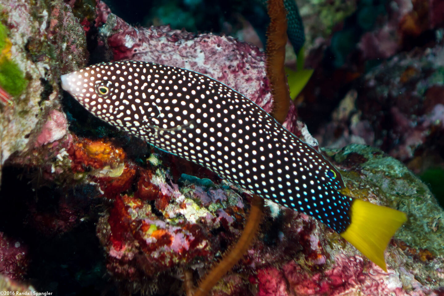 Anampses meleagrides (Yellowtail Wrasse)