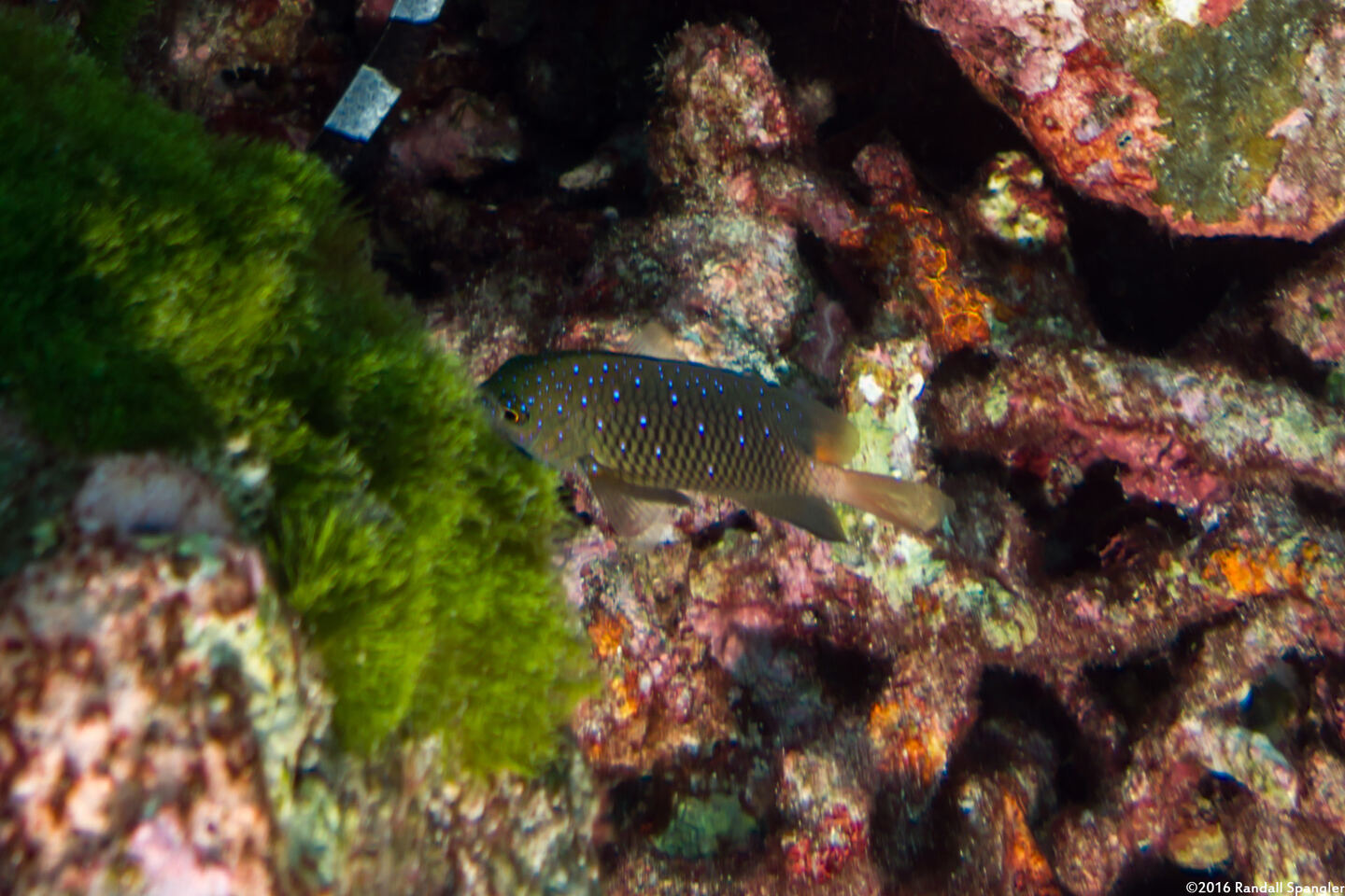 Plectroglyphidodon lacrymatus (Jewel Damsel)