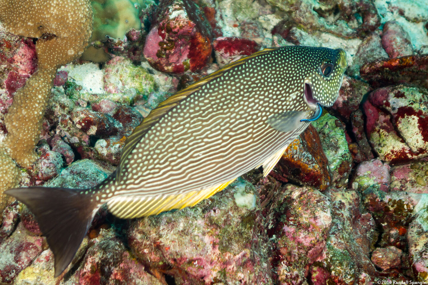 Siganus javus (Java Rabbitfish)