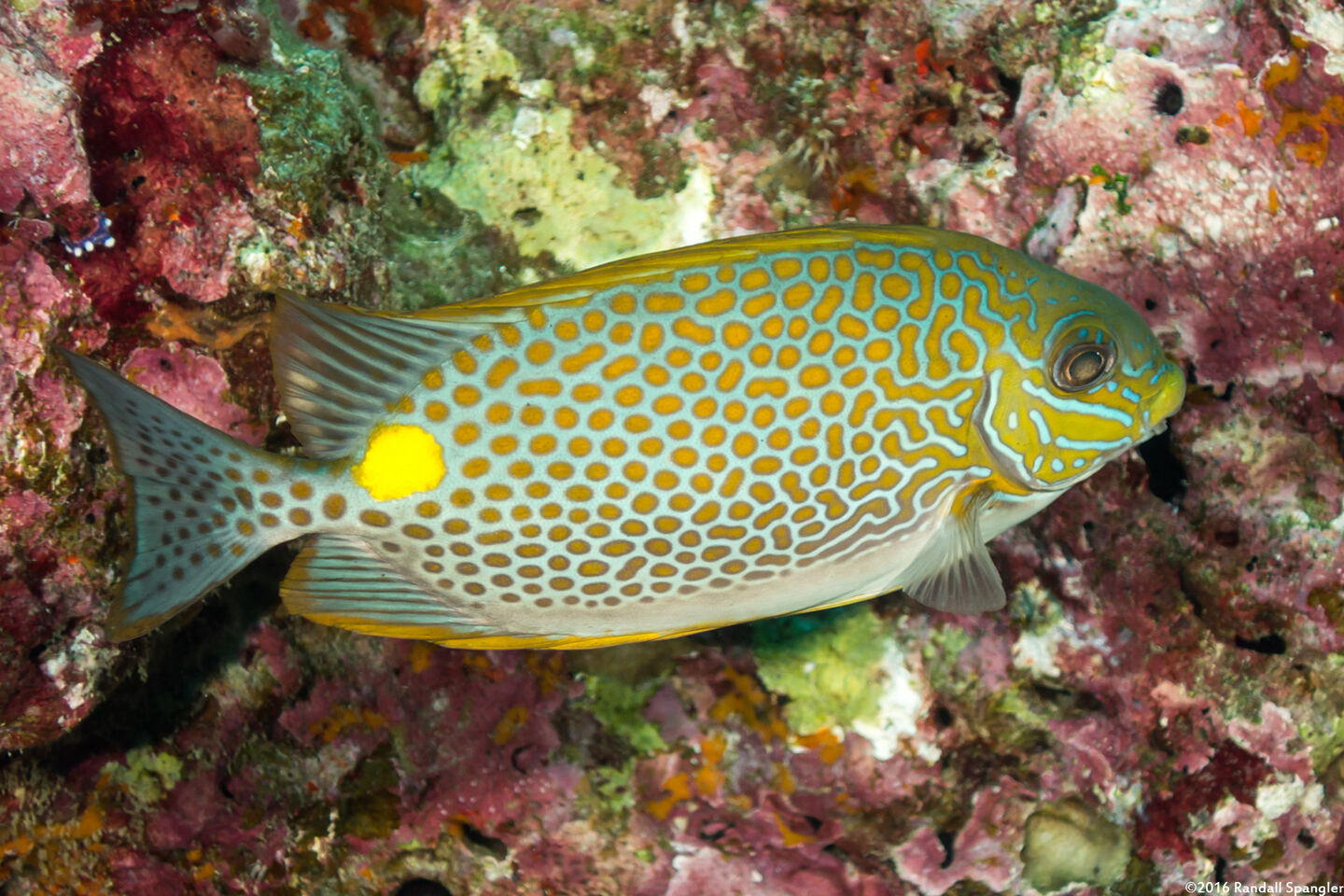 Siganus guttatus (Golden Rabbitfish)