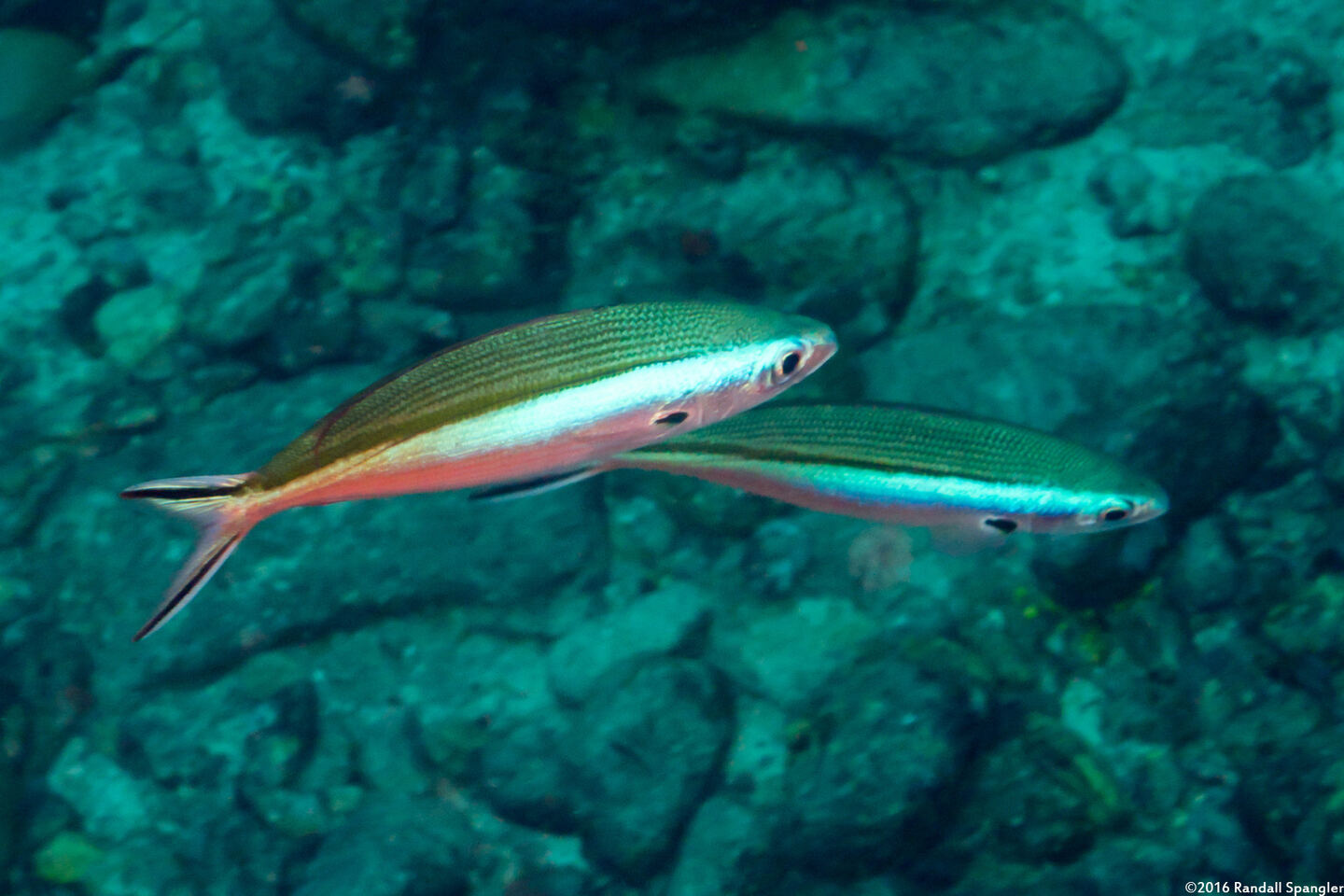 Pterocaesio tile (Bluestreak Fusilier)