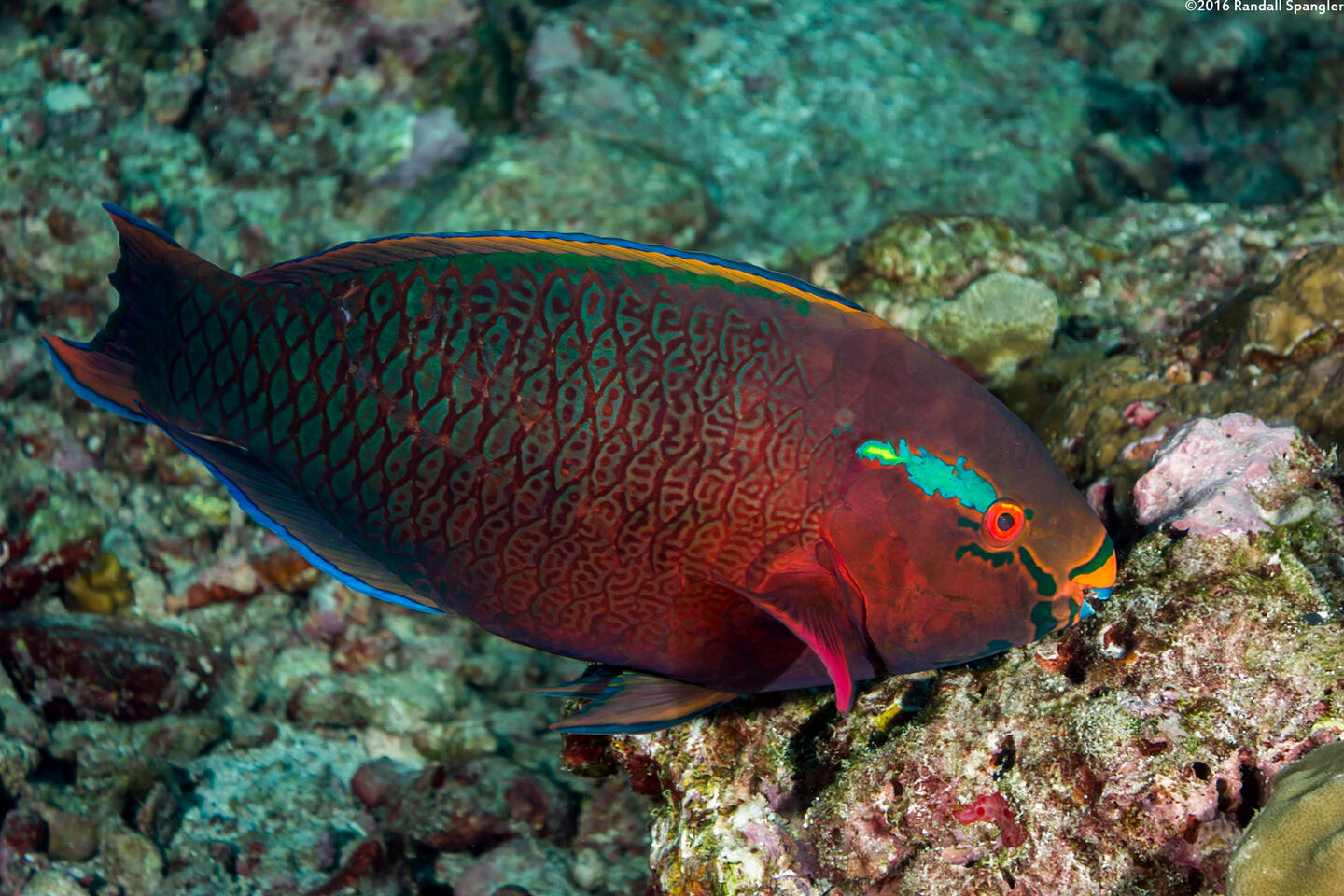 Scarus niger (Dusky Parrotfish)