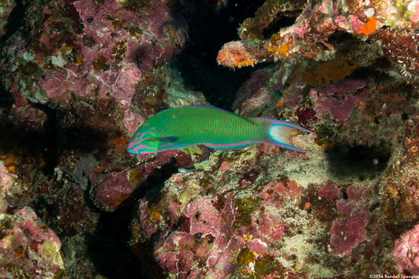 Thalassoma lunare (Crescent Wrasse)