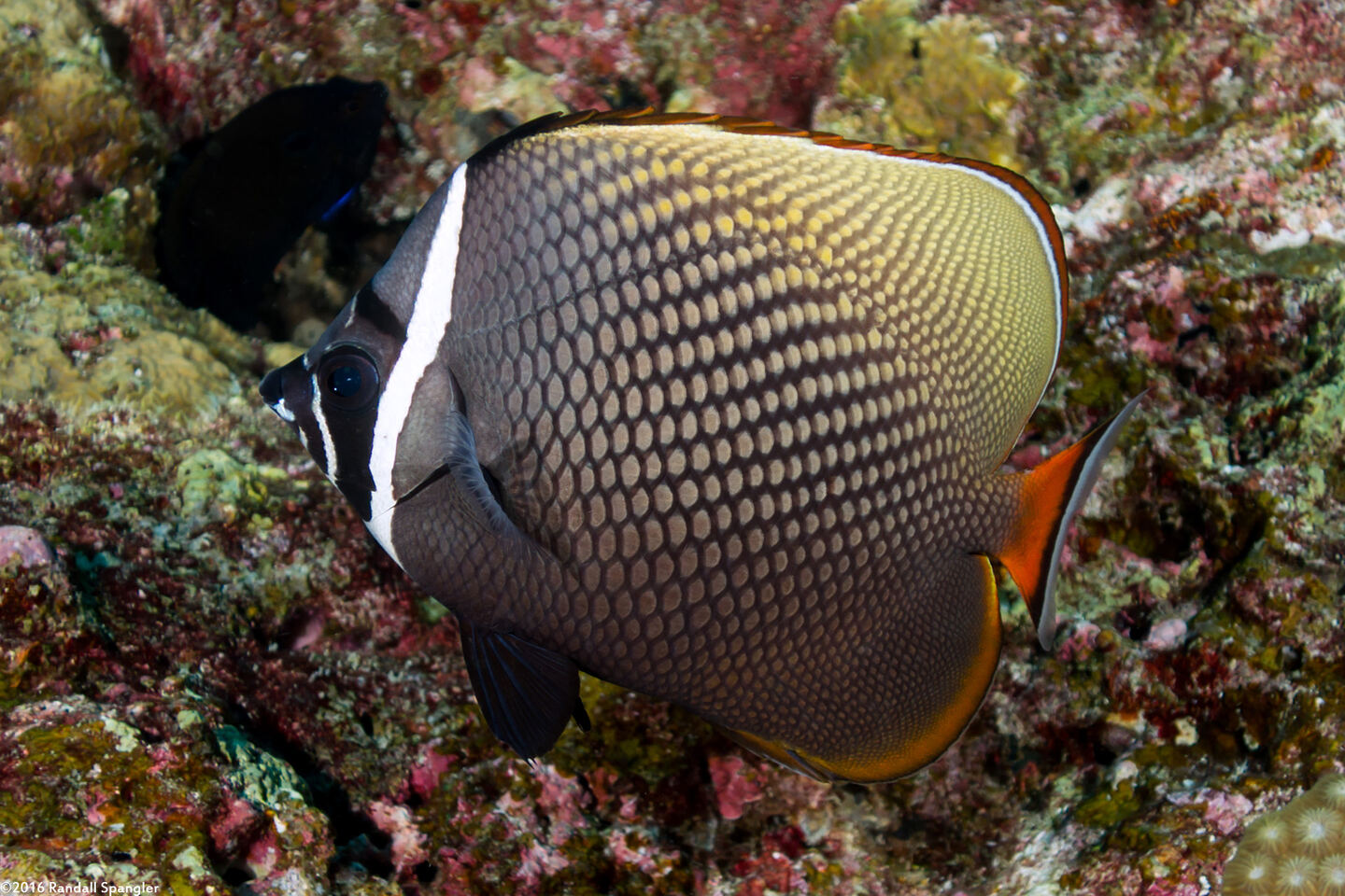 Chaetodon collare (White Collar Butterflyfish)