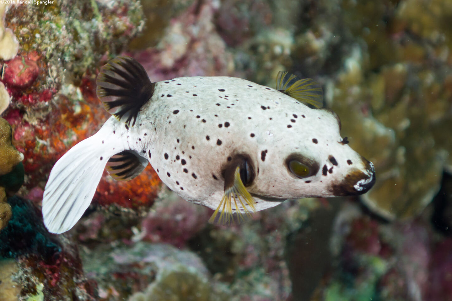 Arothron nigropunctatus (Blackspotted Puffer)