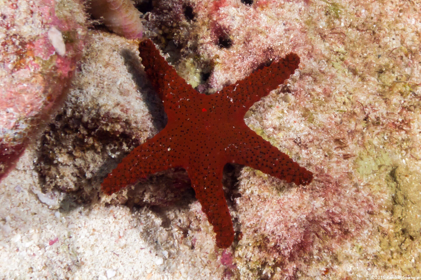 Fromia milleporella (Thousand-Pores Sea Star)