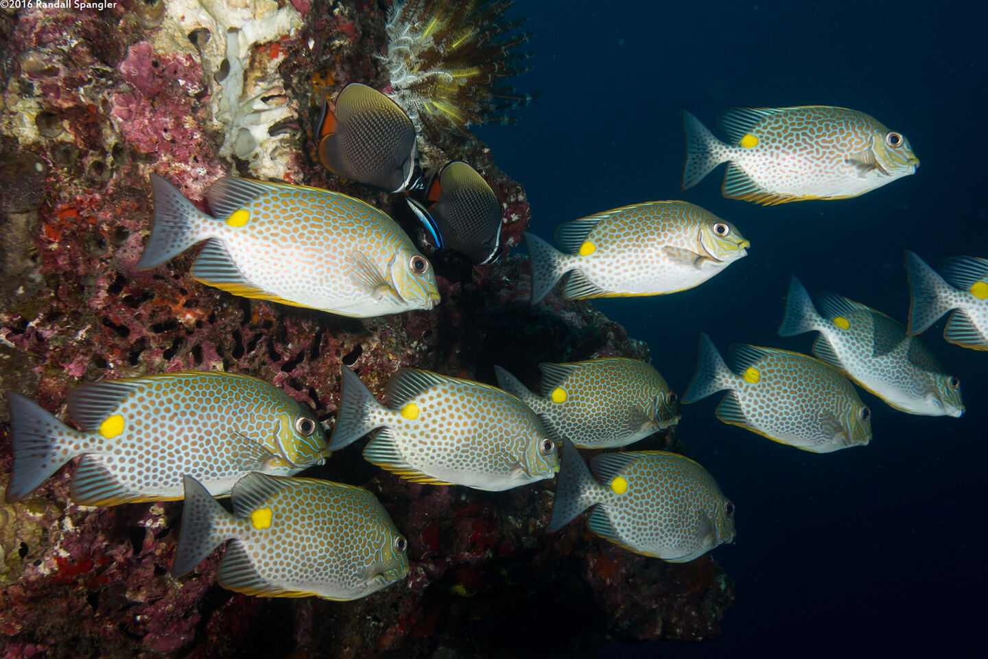 Siganus guttatus (Golden Rabbitfish)