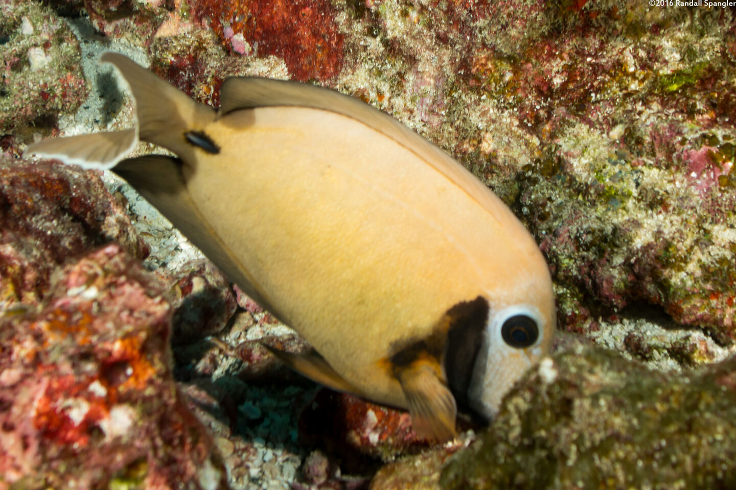 Acanthurus tristis (Indian Mimic Surgeonfish)