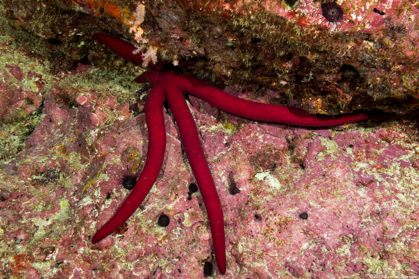 Leiaster speciosus (Velvety Sea Star)