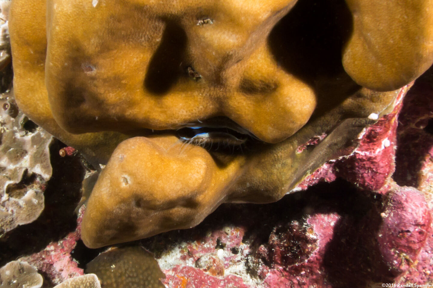 Pedum spondyloideum (Iridescent Scallop)