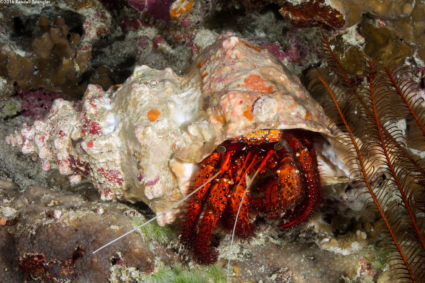 Dardanus megistos (White-Spotted Hermit Crab)
