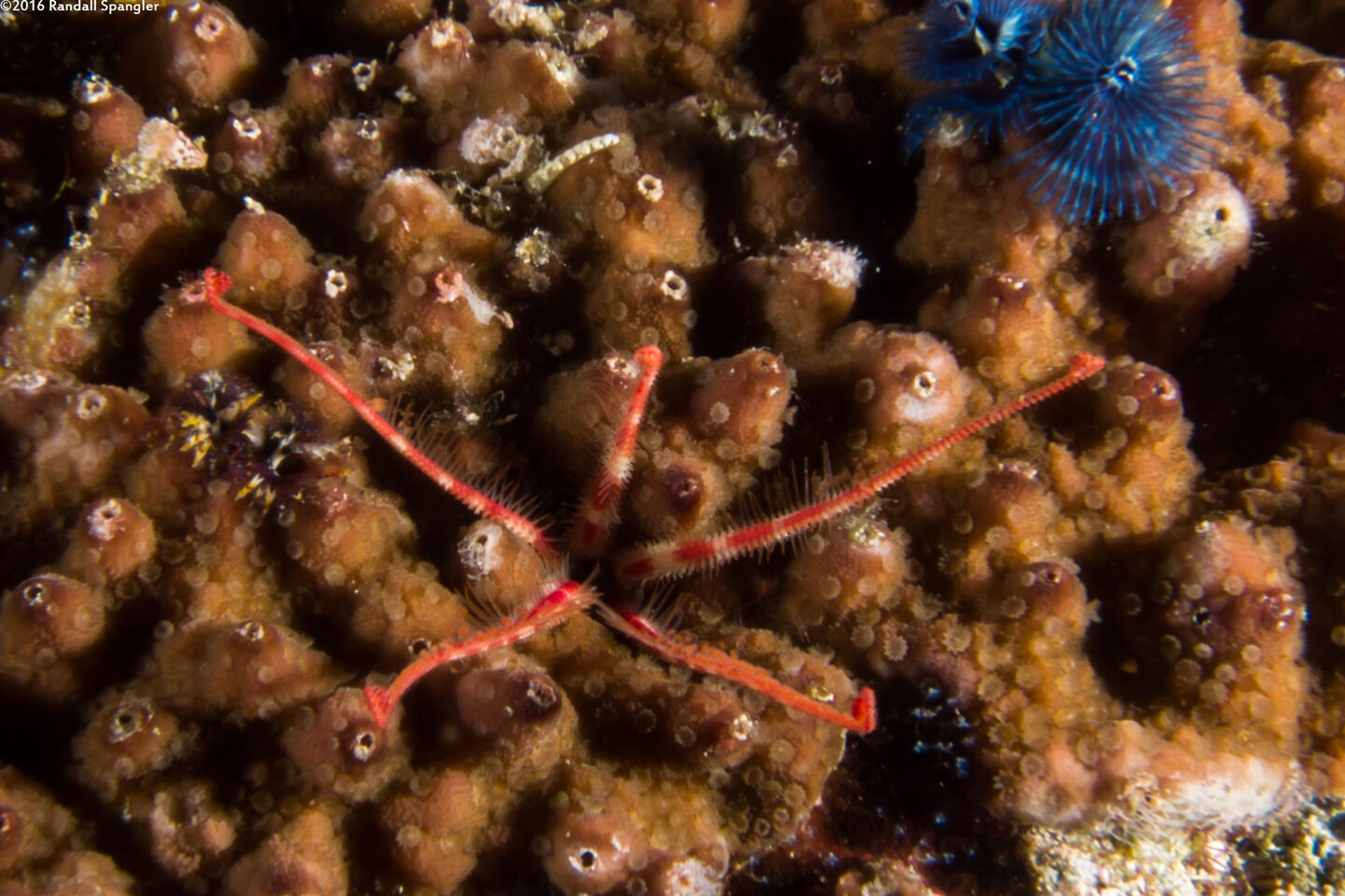 Amphiuridae sp.1 (Burrowing Brittle Star)