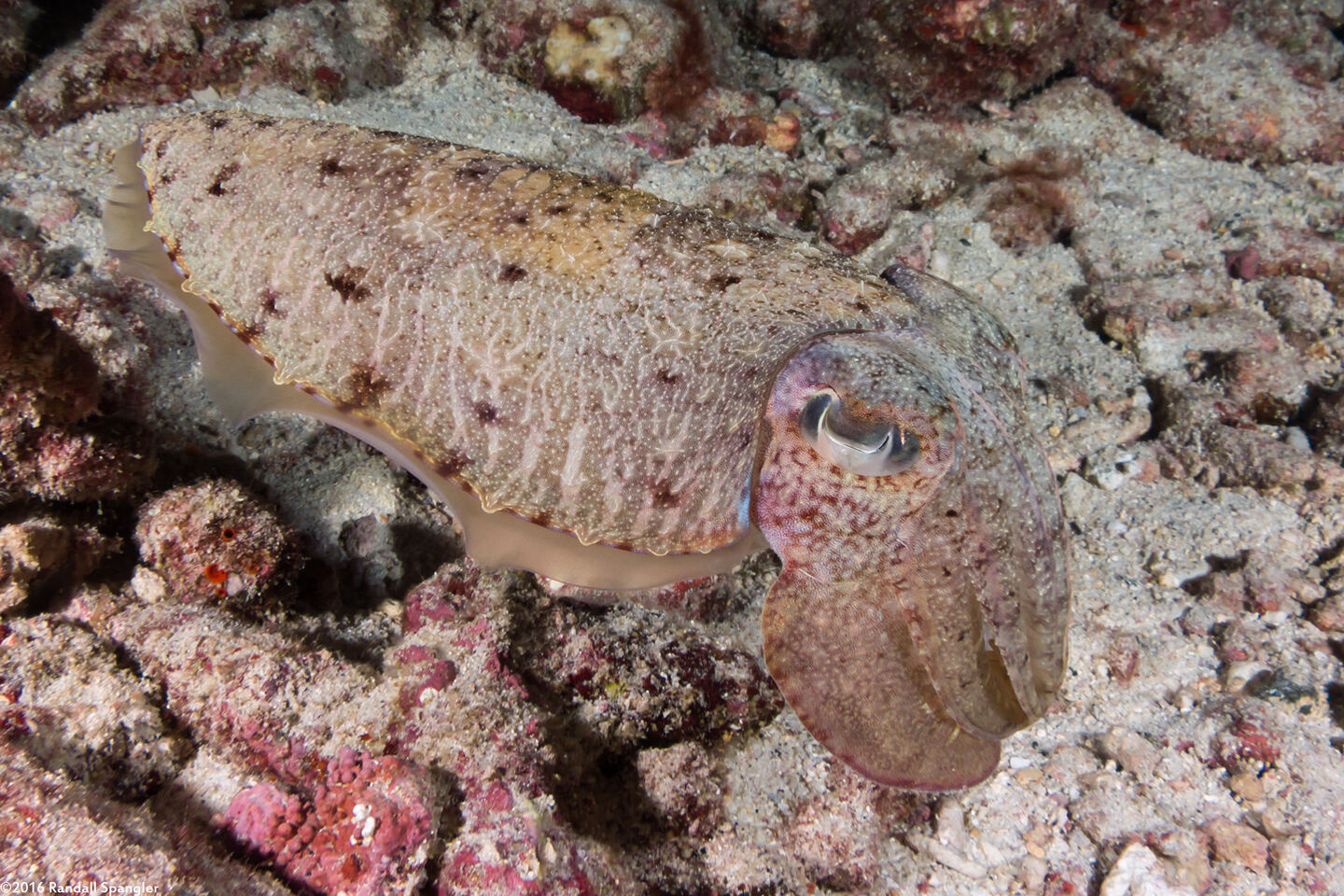 Sepia pharaonis (Pharaoh Cuttlefish)