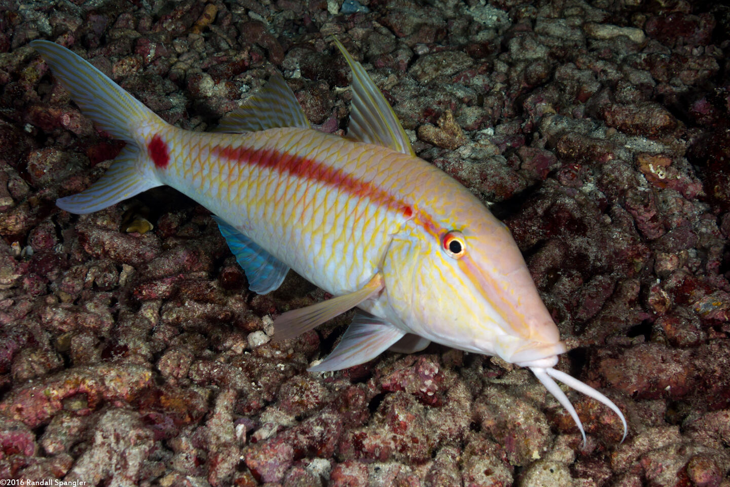 Parupeneus barberinus (Dash-Dot Goatfish)