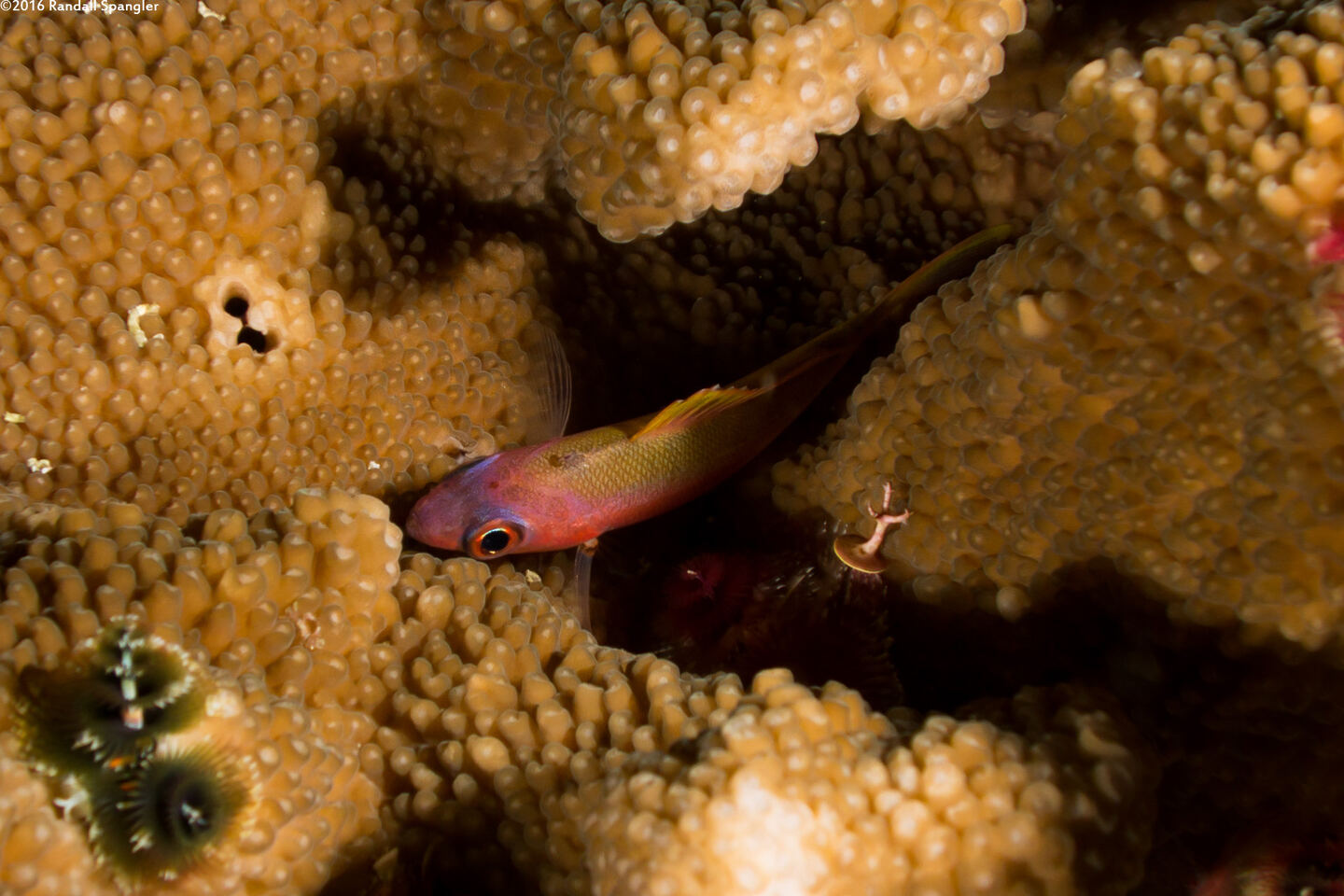 Luzonichthys waitei (Magenta Slender Anthias)
