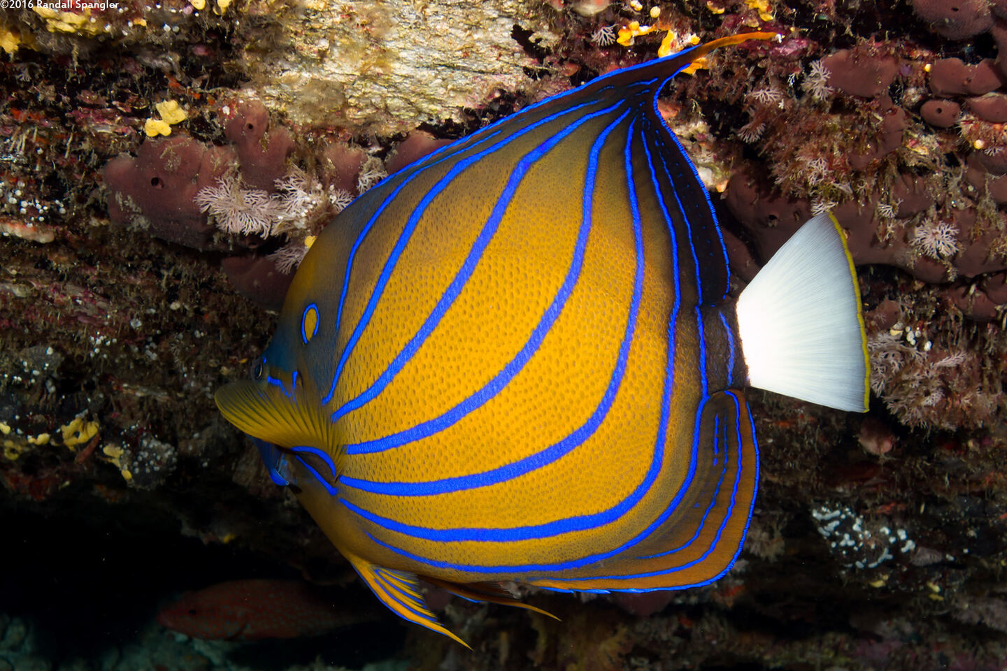 Pomacanthus annularis (Blue-Ringed Angelfish)