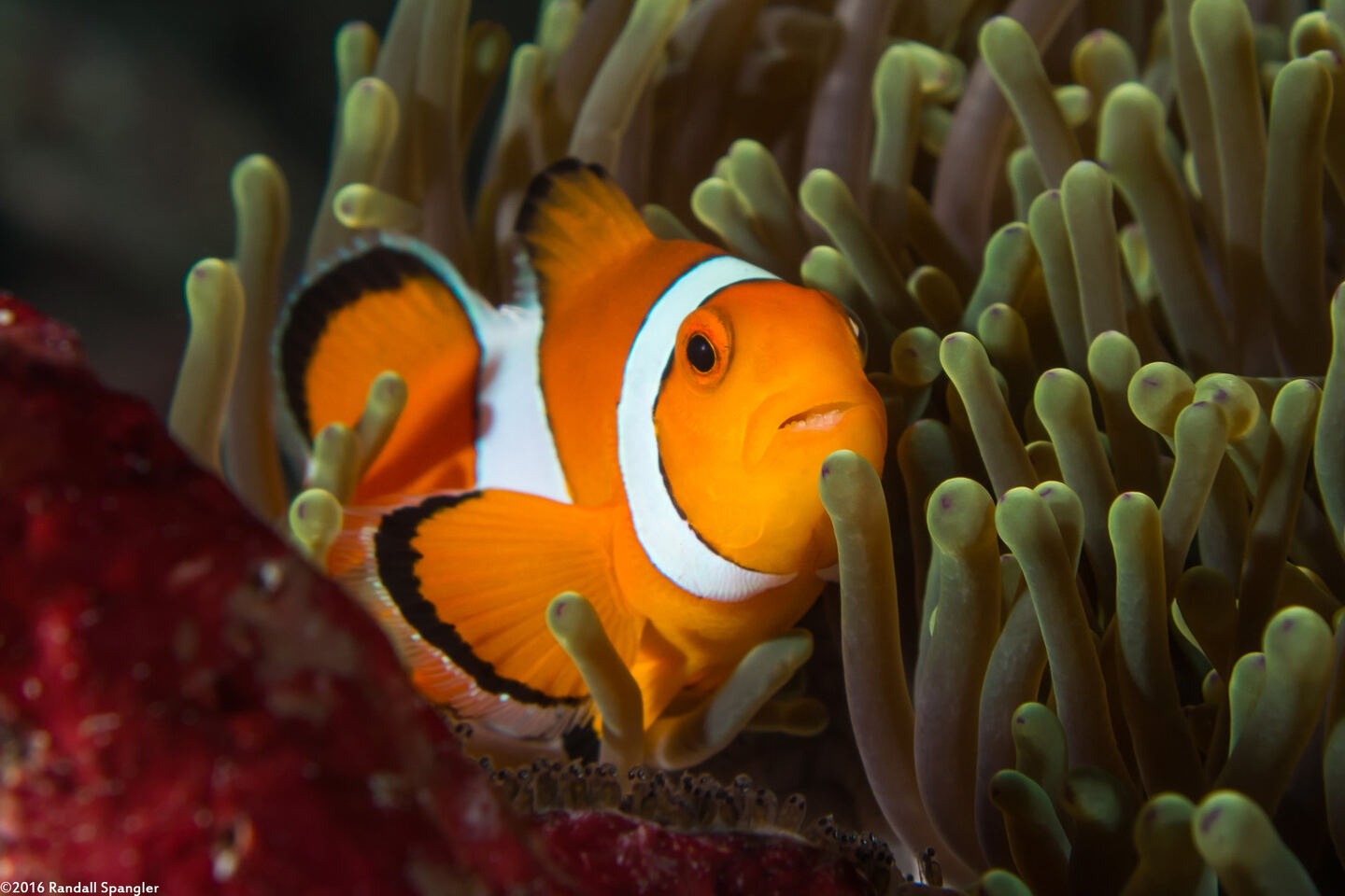 Amphiprion ocellaris (False Clown Anemonefish)
