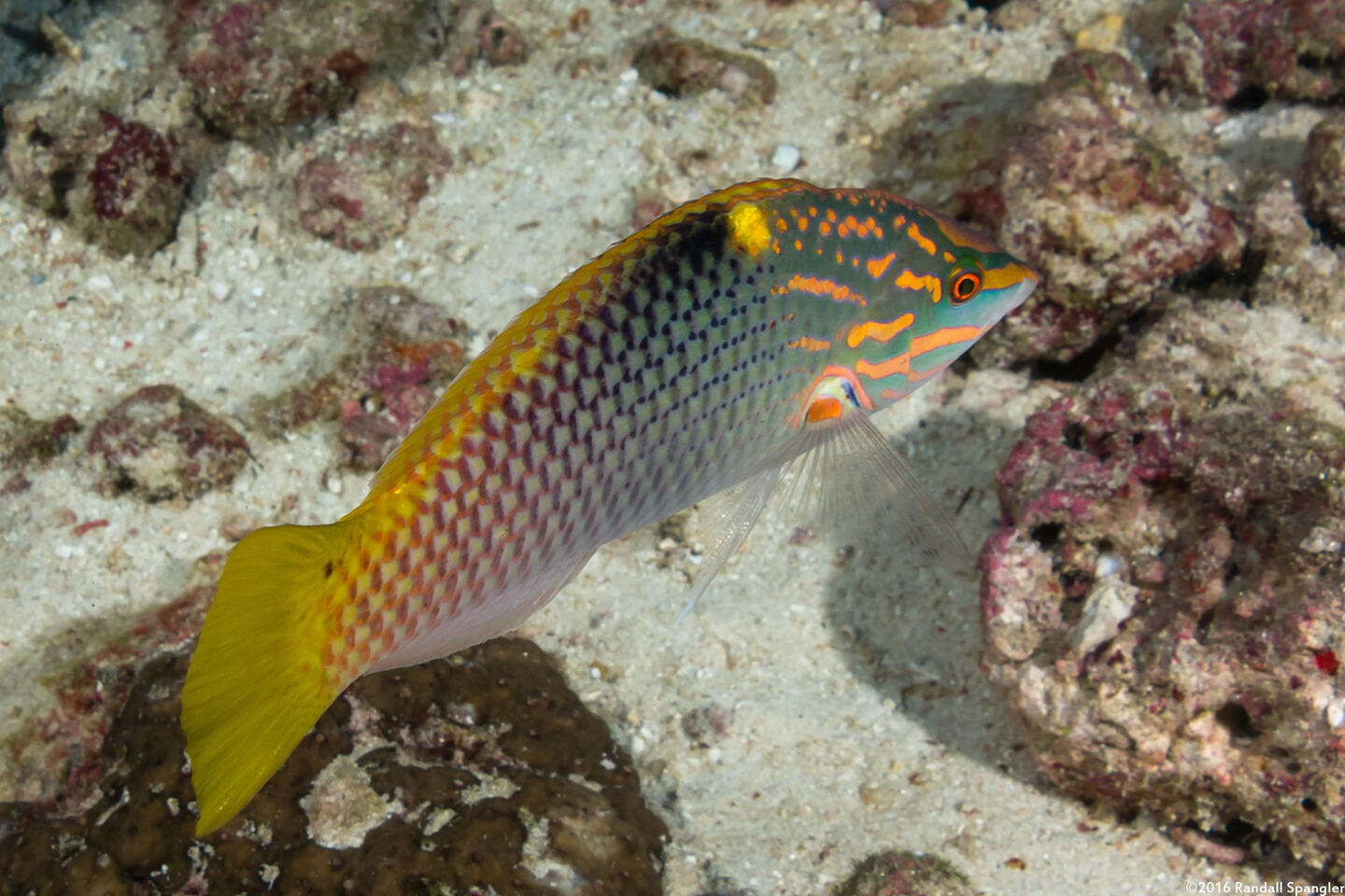 Halichoeres hortulanus (Checkerboard Wrasse)
