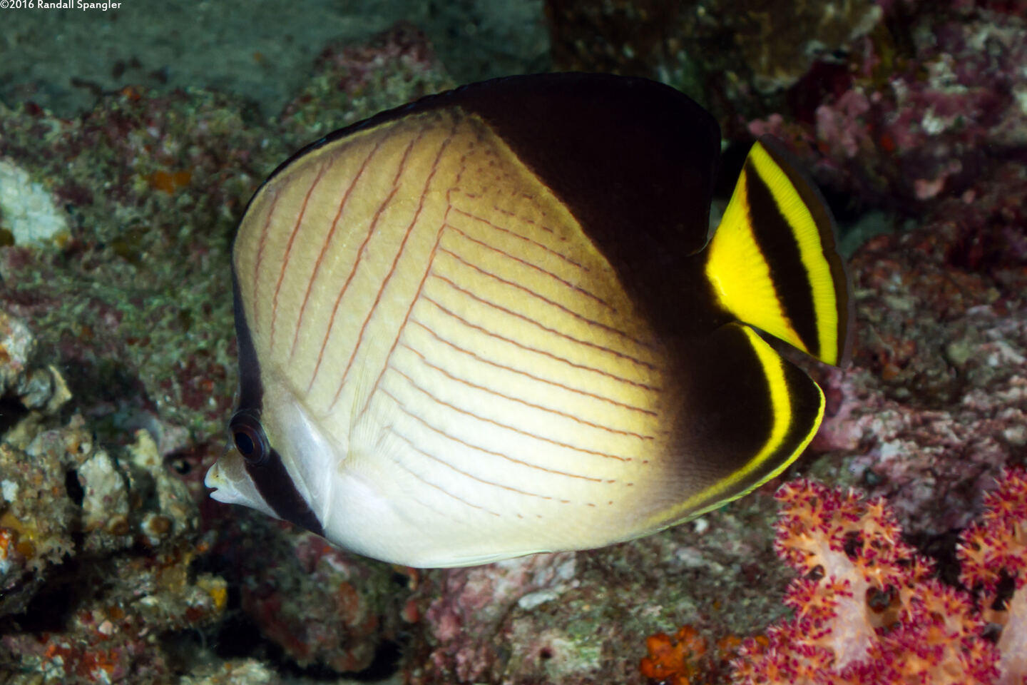 Chaetodon decussatus (Indian Vagabond Butterflyfish)