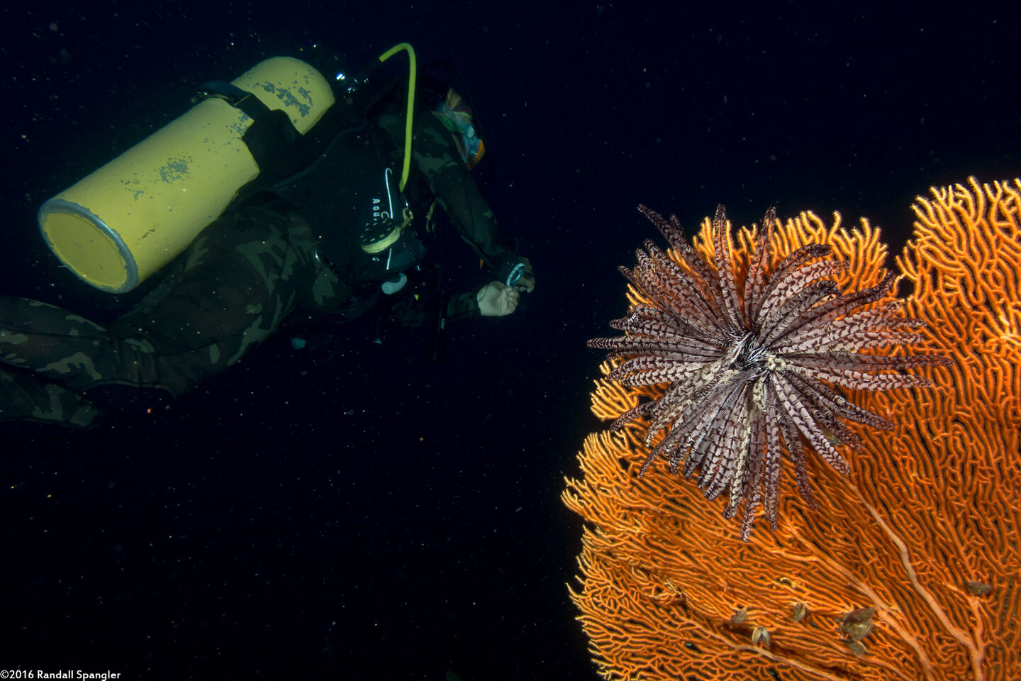 Stephanometra indica (Indian Feather Star)