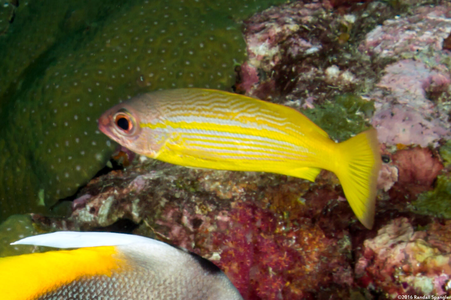 Lutjanus lutjanus (Bigeye Snapper)
