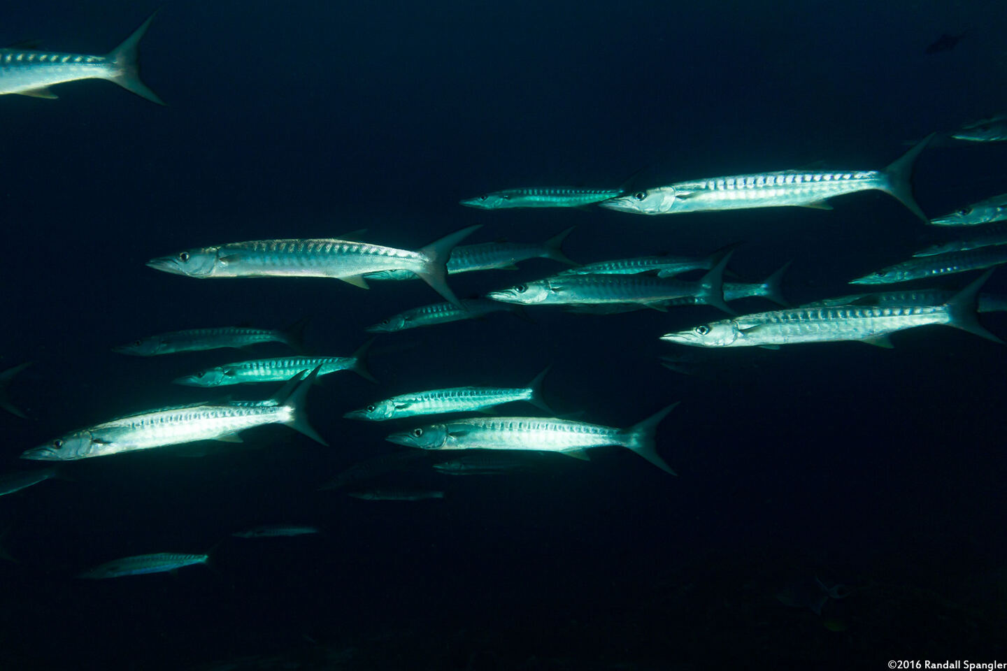 Sphyraena qenie (Blackfin Barracuda)