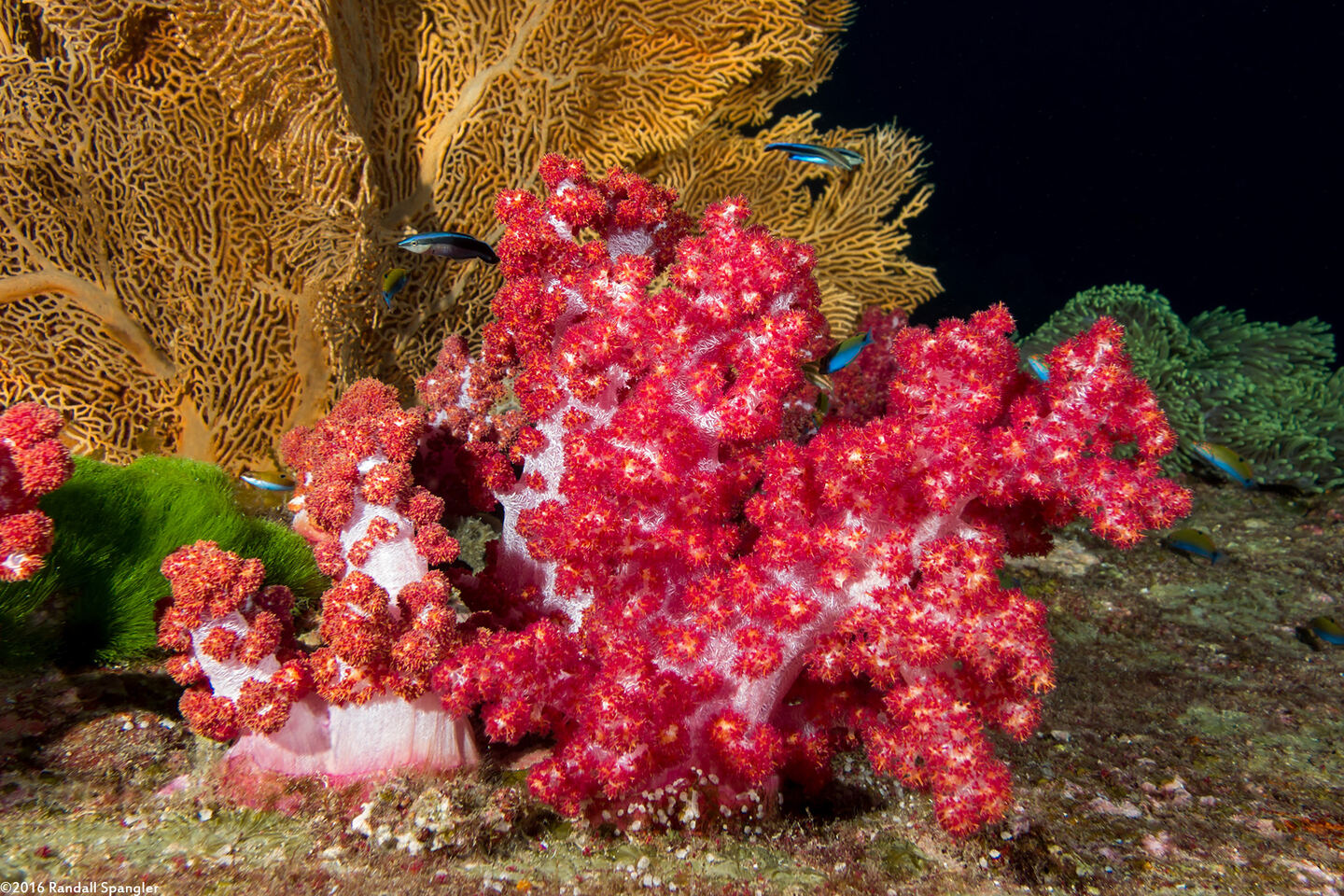 Dendronephthya sp.1 (Dendronephthya)