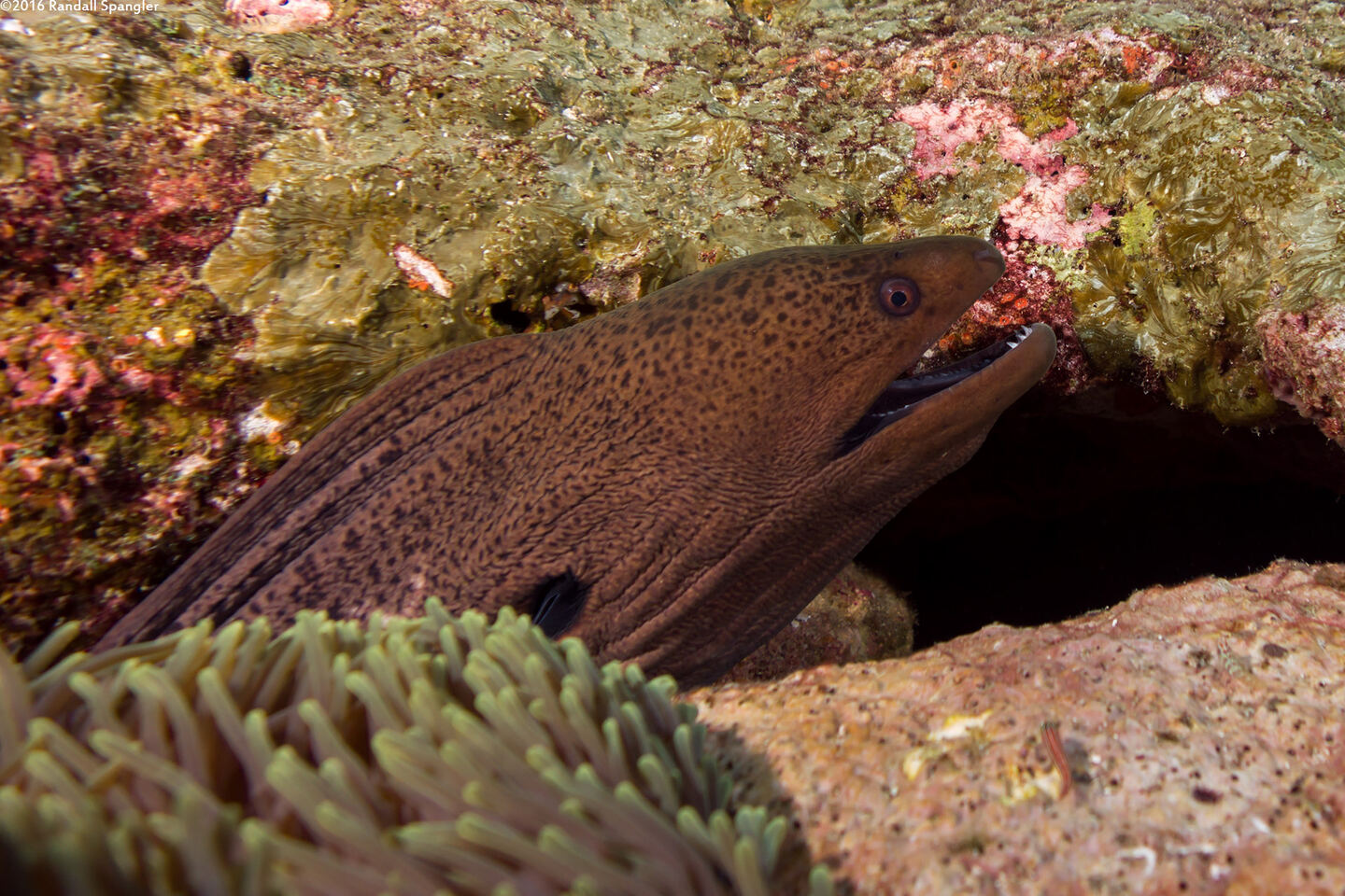 Gymnothorax javanicus (Giant Moray)