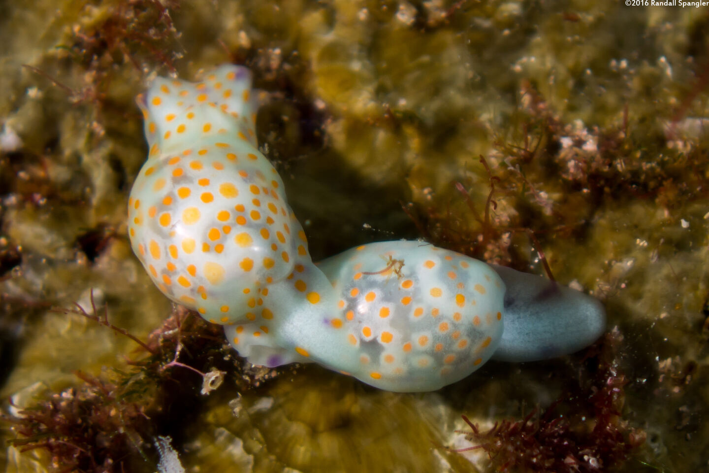 Lamprohaminoea cymbalum (Orange-Spotted Glassy Bubble)