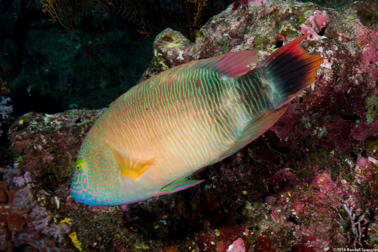 Cheilinus trilobatus (Tripletail Wrasse)