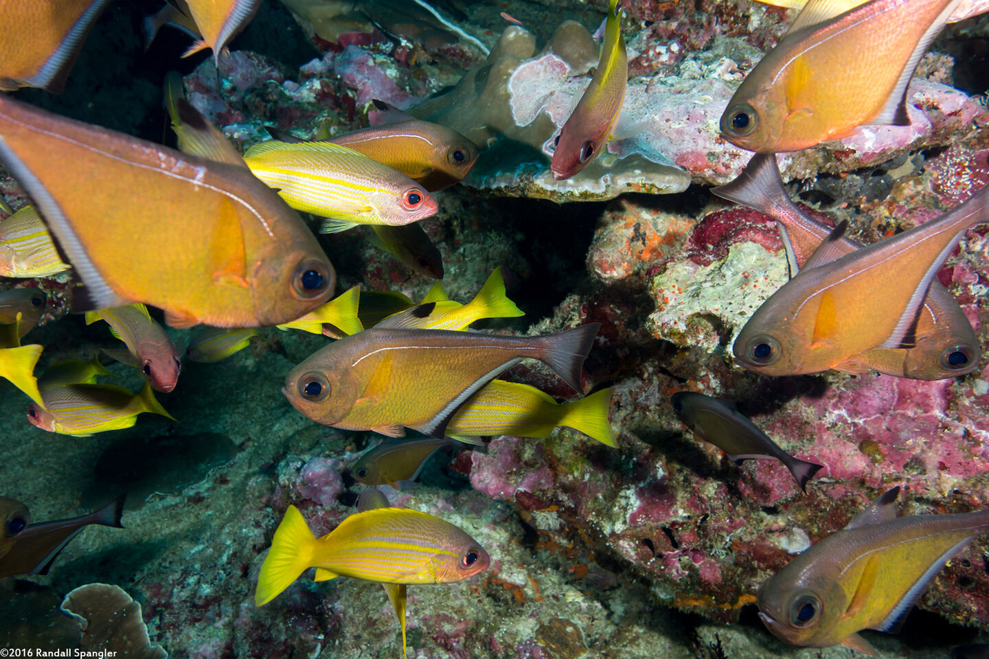 Pempheris vanicolensis (Vanikoro Sweeper)