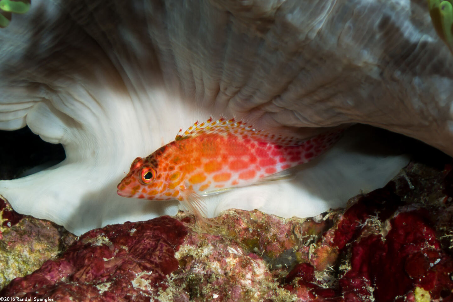 Cirrhitichthys oxycephalus (Pixy Hawkfish)
