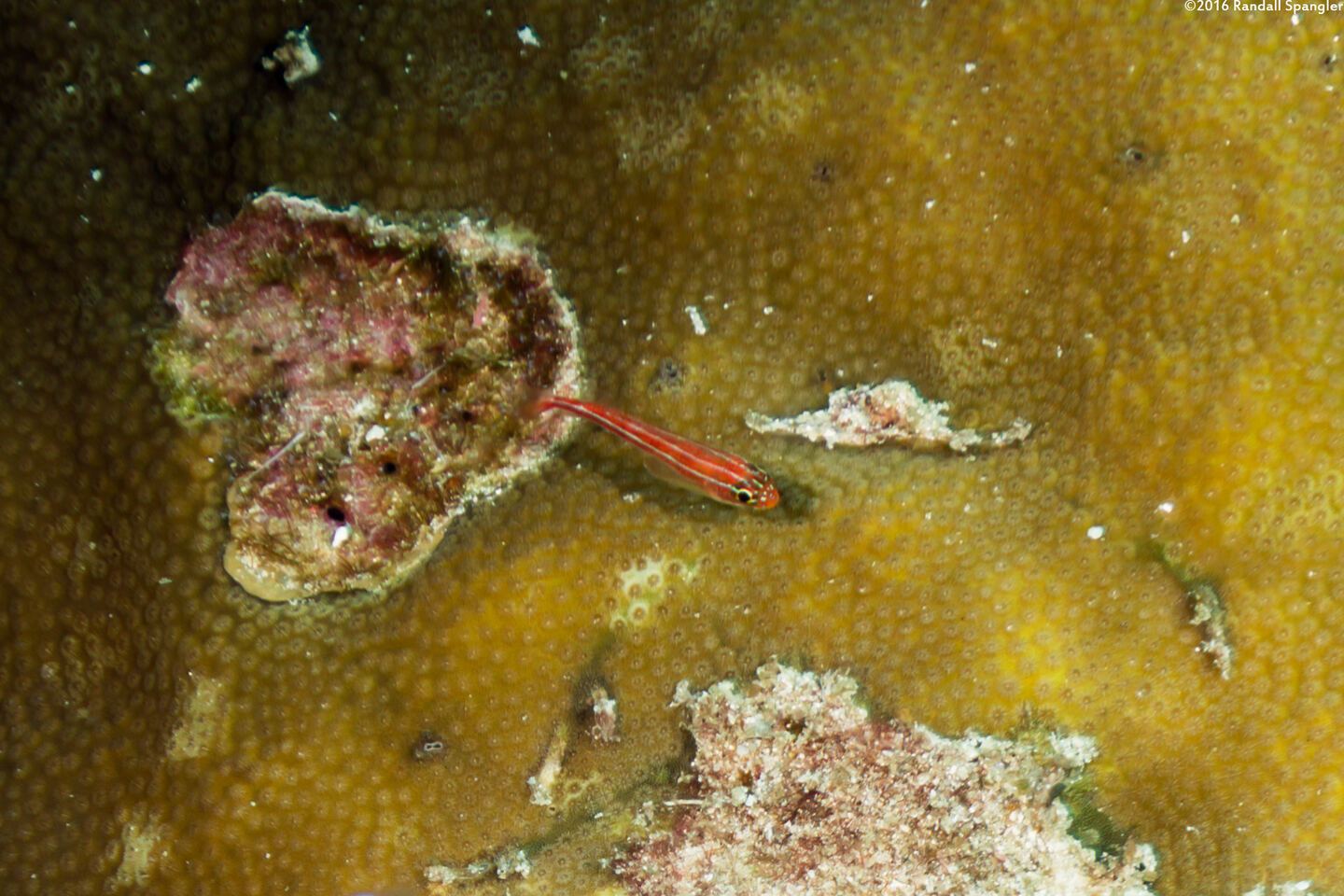 Helcogramma striata (Striped Triplefin)