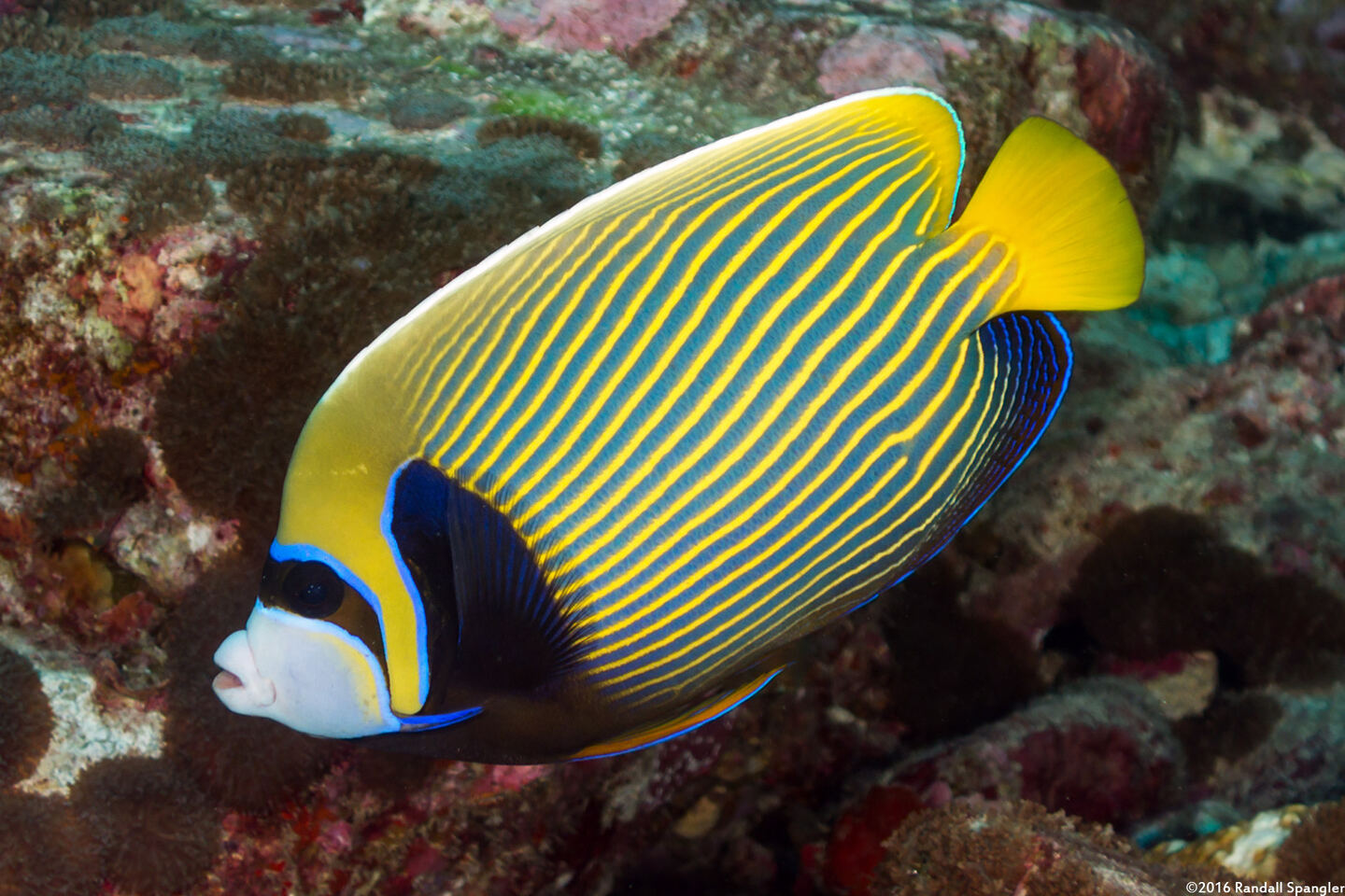 Pomacanthus imperator (Emperor Angelfish)