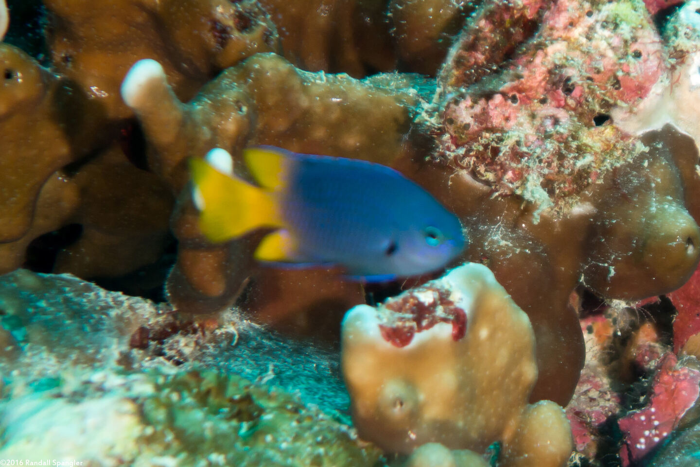 Pomacentrus philippinus (Philippine Damsel)
