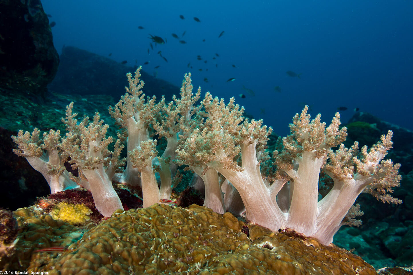 Litophyton arboreum (Litophyton Arboreum)