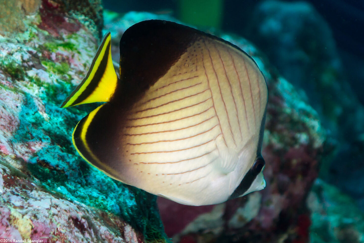 Chaetodon decussatus (Indian Vagabond Butterflyfish)