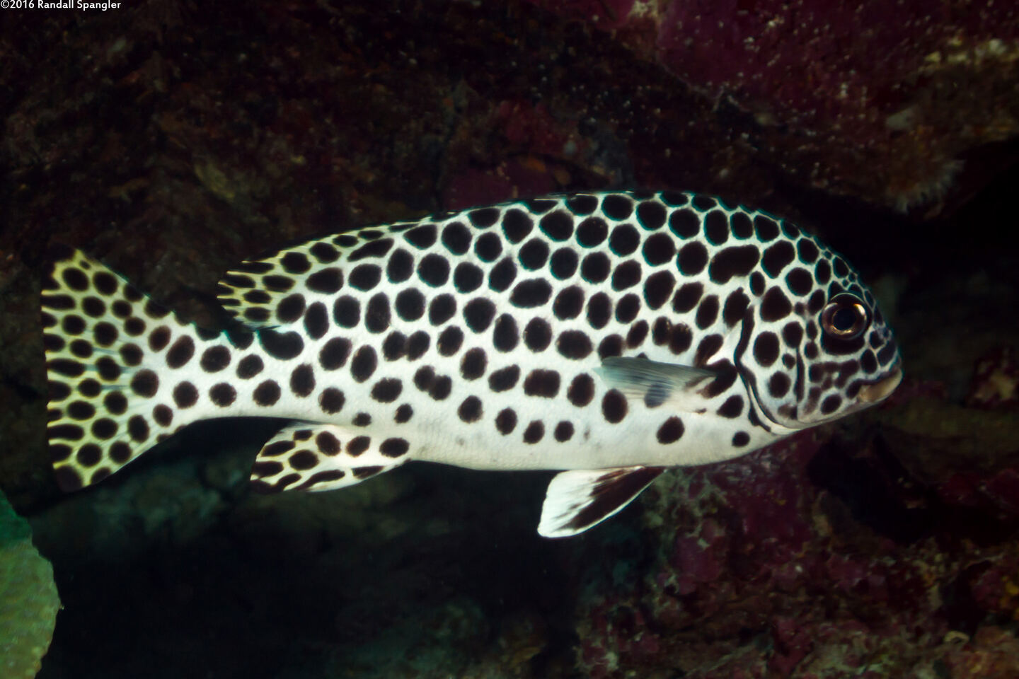 Plectorhinchus macrospilus (Andaman Sweetlips)