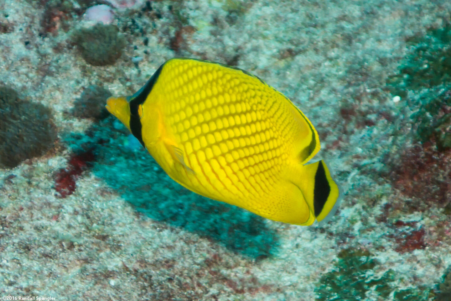 Chaetodon rafflesii (Latticed Butterflyfish)