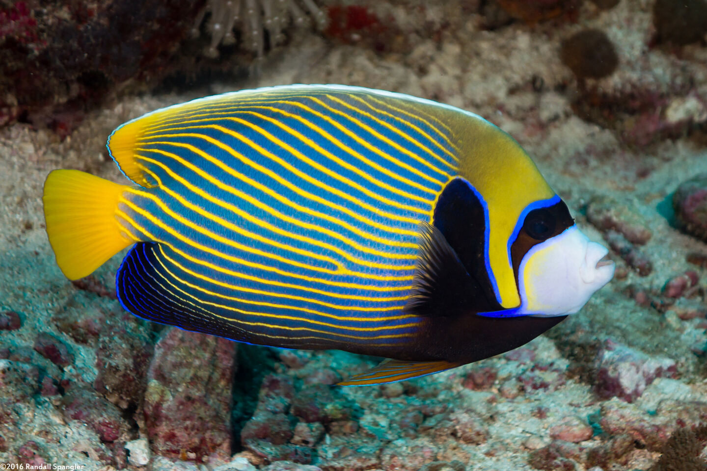 Pomacanthus imperator (Emperor Angelfish)