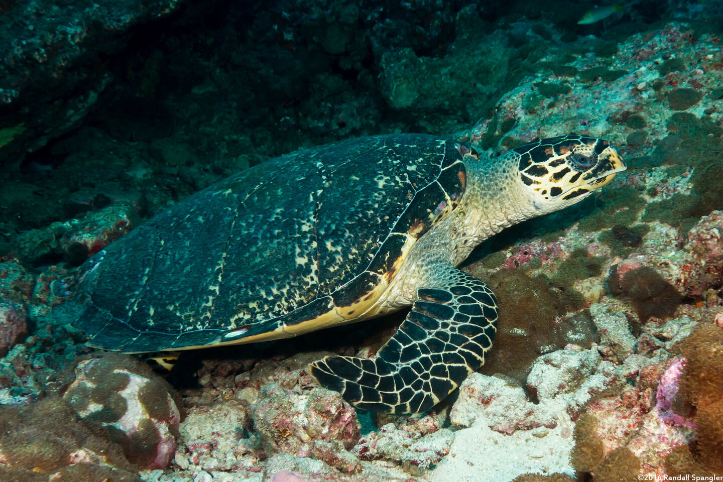 Eretmochelys imbricata (Hawksbill Turtle)
