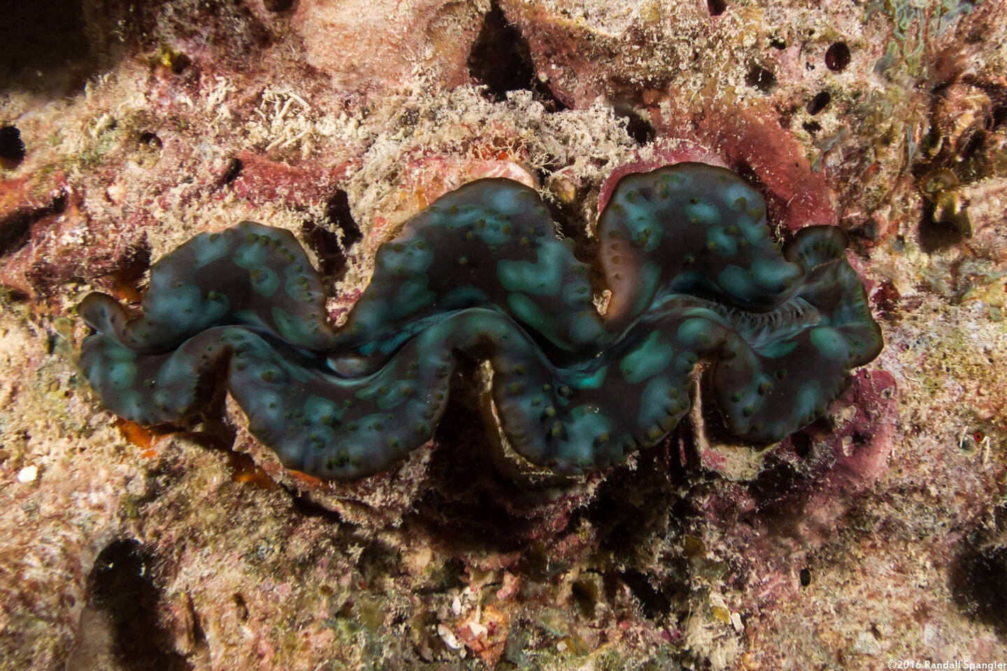 Tridacna crocea (Boring Giant Clam)